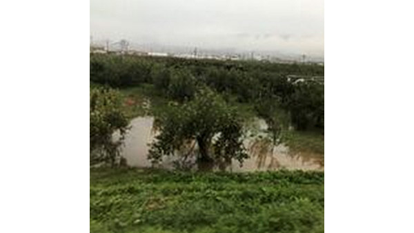 浸水した長野市穂保のりんご畑 ©JPF