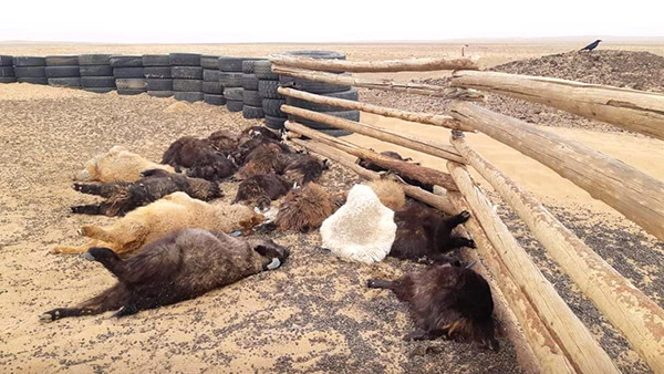 砂嵐で死んた家畜 ©ドンドゴビ県庁